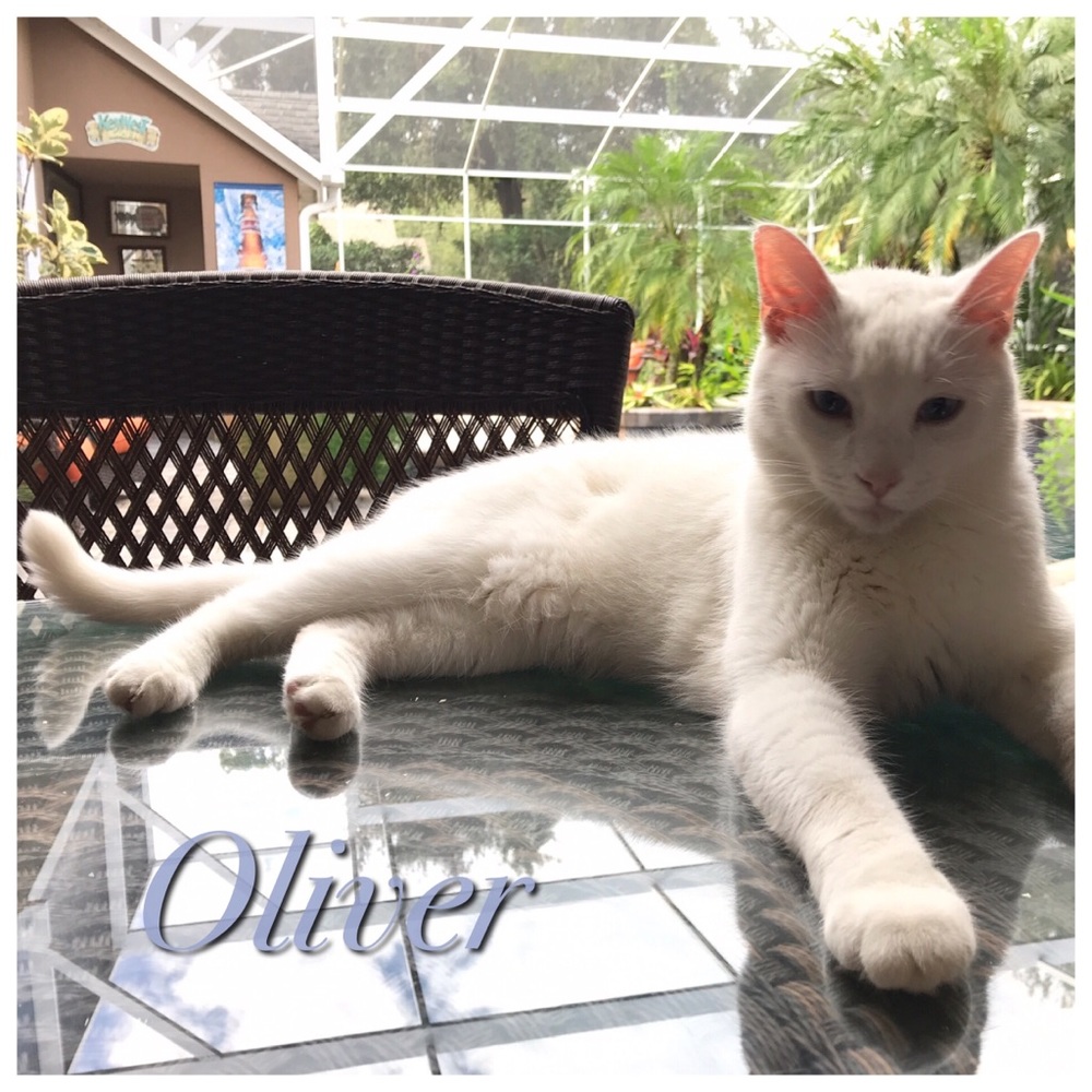 ♥️ My name is Oliver - Blue Eyes & Deaf - Picture 5 of 5